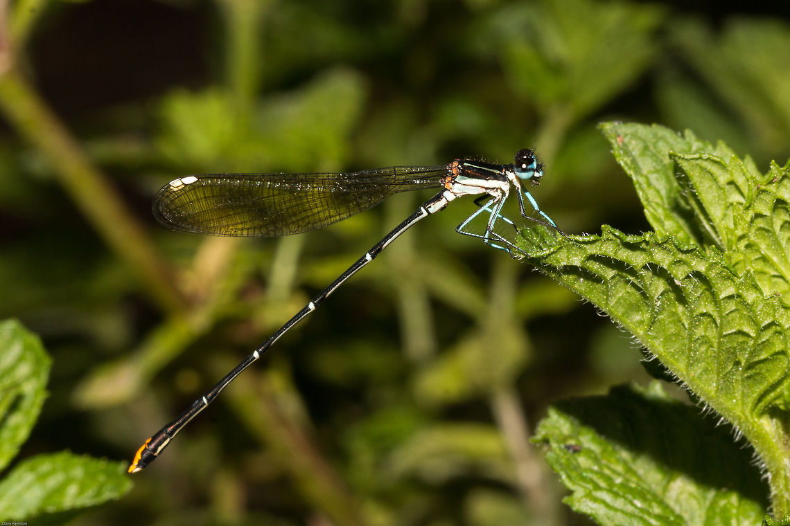 Goldtail A surprise visitor to the garden today, brought some sunshine to an otherwise dull day! Allocnemis leucosticta,Geotagged,Goldtail,Odonata,South Africa,Summer,damselflies,south africa