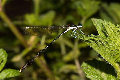 Goldtail A surprise visitor to the garden today, brought some sunshine to an otherwise dull day! Allocnemis leucosticta,Geotagged,Goldtail,Odonata,South Africa,Summer,damselflies,south africa