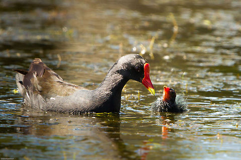 Moorhen with young chick Absolutely thrilled today to see that the moorhen chicks have hatched. Funny little things! I counted six babies, I just hope they survive the resident fish and eels in the pond. Geotagged,South Africa,Summer,birds,common moorhen,moorhen,south africa,water birds