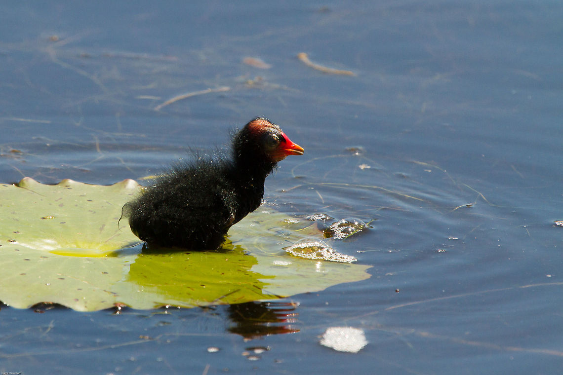 Moorhen chick I know I shouldn't, but I just have to laugh every time I look at this. What a bizarre looking thing! It looks like its eyes have been stuck on as an afterthought.  Geotagged,South Africa,Summer,birds,chicks,common moorhen,moorhen,south africa,water birds