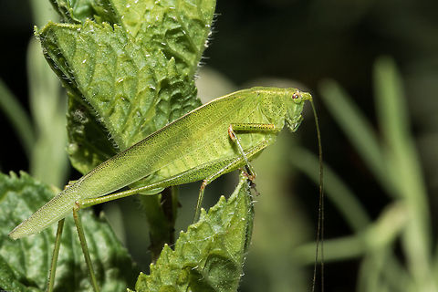 Leaf katydid This is the first time I have seen a Katydid in the garden and not surprised, it was pretty well camouflaged against the mint leaves. Geotagged,Phaneroptera sparsa,South Africa,Summer,insects,katydids,orthoptera,south africa