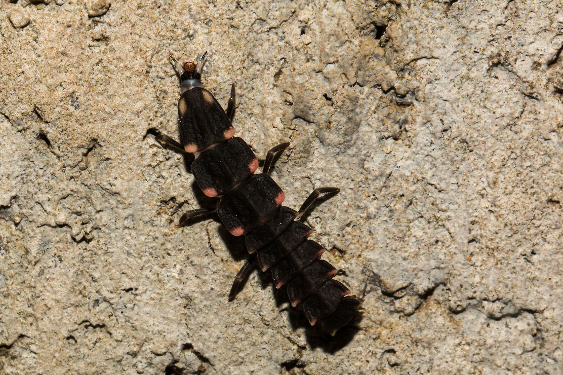 Firefly larva Unfortunately I cannot get this down to species level as little research has been conducted in Africa on these little critters. The beetles are coloured orange and black and contain canthardin, making them distasteful to predators. Adults are active during the day and are often found on grasses and other plants, sometimes in large numbers, feeding from the nectar of flowers. the larvae live in decaying wood or under loose bark, probably feeding on fungal material. Coleoptera,Geotagged,Lampyridae,Luciola,Winter,beetles,insects,larvae,south africa