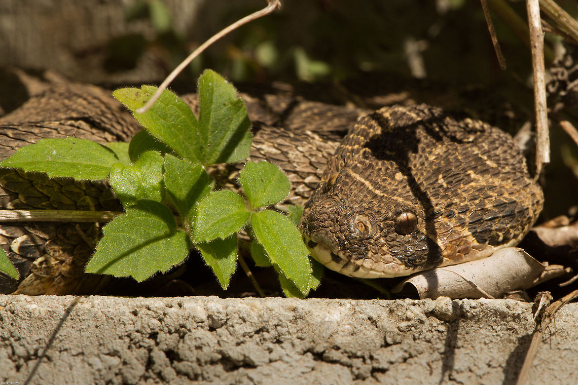 Enjoying the sun So thrilled that our resident puff adder is less nervous of me now and comes to sunbathe in the same spot every morning (weather permitting). At least I know where she/he is and so I am less likely to inadvertently tread too close. This was the case a few days ago. It used to live down a hole at the top of the retaining wall and sometimes rest there. When I couldn&#039;t see it I went to step on the lower ledge to look for it and nearly put my foot right on it! Bitis arietans,Common Puff adder,Geotagged,Puff adder,South Africa,Summer,africa,snakes,south africa