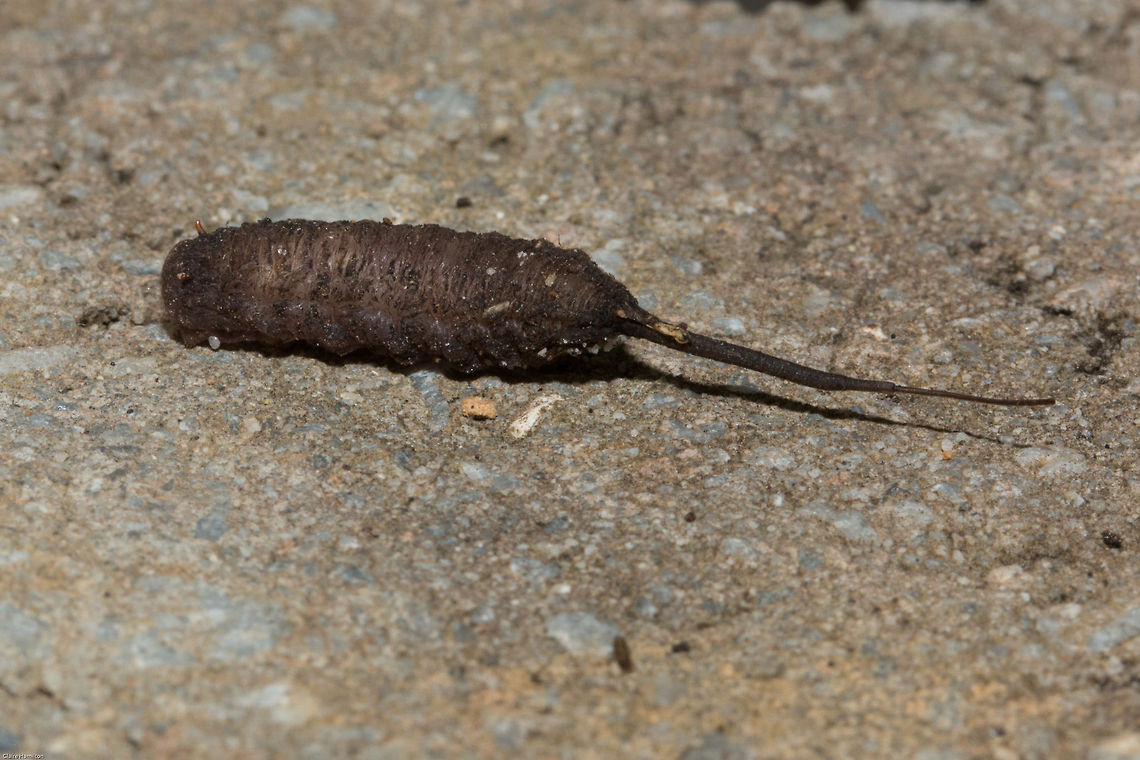 Rat-tailed maggot Not pretty, but interesting!<br />
The rat-tailed maggot is the larvae of the Drone fly (Eristalis tenax), a bee mimic fly that although European has been introduced to America as well as South Africa and other countries.<br />
A characteristic feature of rat-tailed maggot is a tube-like, three-segmented, telescoping breathing siphon located at its posterior end. This acts like a snorkel, allowing the larva to breathe air while submerged. The siphon is usually about as long again as the maggot's body (20 mm when mature), but can be extended as long as 150 mm. This organ gives the larva its common name. It lives in stagnant, oxygen-deprived water, with a high organic content. It is fairly tolerant of pollution and can live in sewage lagoons and cesspools.<br />
This one was found in a container in our vehicle so really no idea where it came from. It was also a hasty shot as I was on my way out so sorry I did not get a front view. Poor thing seemed desperate to get away anyway. When I found it I had no idea what it was so put it on the wall in the garden which I now realise was the completely wrong place for it. I hope it survives somehow. Drone Fly,Eristalis tenax,Geotagged,South Africa,diptera,flies,hoverflies,rat-tailed maggot,south africa