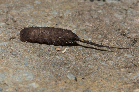 Rat-tailed maggot Not pretty, but interesting!
The rat-tailed maggot is the larvae of the Drone fly (Eristalis tenax), a bee mimic fly that although European has been introduced to America as well as South Africa and other countries.
 A characteristic feature of rat-tailed maggot is a tube-like, three-segmented, telescoping breathing siphon located at its posterior end. This acts like a snorkel, allowing the larva to breathe air while submerged. The siphon is usually about as long again as the maggot's body (20 mm when mature), but can be extended as long as 150 mm. This organ gives the larva its common name. It lives in stagnant, oxygen-deprived water, with a high organic content. It is fairly tolerant of pollution and can live in sewage lagoons and cesspools.
This one was found in a container in our vehicle so really no idea where it came from. It was also a hasty shot as I was on my way out so sorry I did not get a front view. Poor thing seemed desperate to get away anyway. When I found it I had no idea what it was so put it on the wall in the garden which I now realise was the completely wrong place for it. I hope it survives somehow. Drone Fly,Eristalis tenax,Geotagged,South Africa,diptera,flies,hoverflies,rat-tailed maggot,south africa