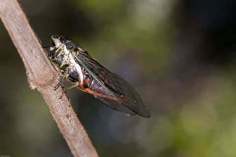Cicada Unfortunately at this time I am unable to get this into a genus let alone a species. There are some 8 genera and 40 species in South Africa. The most likely is genus Quintilia, the Karoo cicada, but I need to do some more research. 
Approximately 3cm long in body, feint green markings on the top. Had a very deep call, sounding more like a cricket than a cicada.
I have heard this many times but this was my first sighting, it flew onto a plant directly in front of me, waited for me to grab a camera and take a couple of shots before going on its way. Cicadidae,Cicadinae,Geotagged,South Africa,Summer,cicadas,insects,south africa