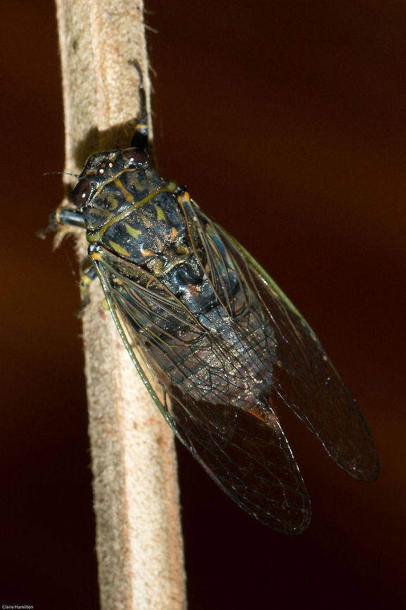 Cicada Top view. No ID just yet. Cicada,Cicadidae,Geotagged,South Africa,Summer,cicadinae,insects,south africa