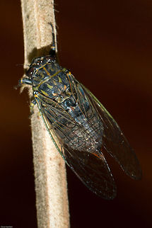 Cicada Top view. No ID just yet. Cicada,Cicadidae,Geotagged,South Africa,Summer,cicadinae,insects,south africa
