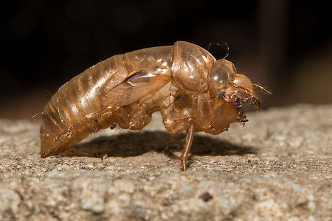Nymphal exuvium of a cicada I think this is the shell of a cicada, it matches those photos I found on the internet. Quite remarkable, found it in my garden. Geotagged,Nymphal exuvium,South Africa,Summer,cicada,cicadidae,cicadinae,insects,south africa