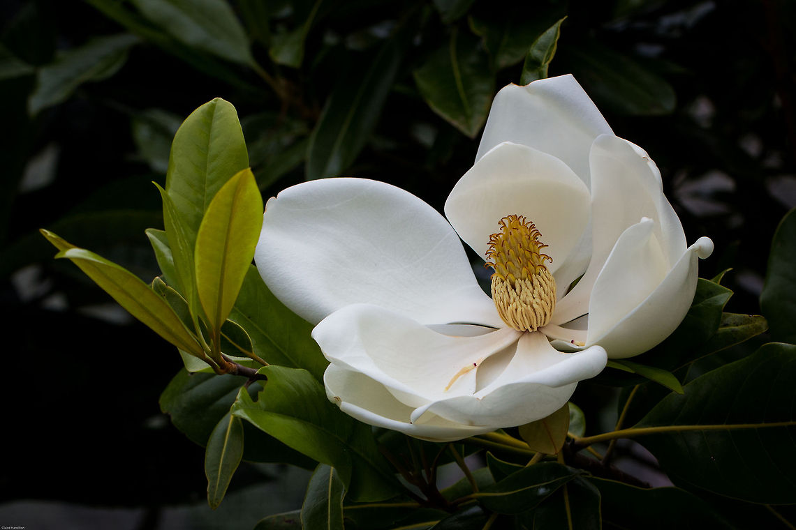 Magnolia flower Possibly one of the most beautiful flowers I have ever encountered. <br />
There have been some pretty bland trees growing in one of the aviaries for several years and then suddenly they bloomed! The flowers are enormous, about 18cm across but I believe they can grow to 30cm! The scent is just heavenly. Unfortunately the flowers do not last long so I am enjoying these while I can.<br />
This tree is not native to South Africa and indigenous only to America. Geotagged,Magnolia grandiflora,South Africa,Southern Magnolia,Summer,flowers,trees