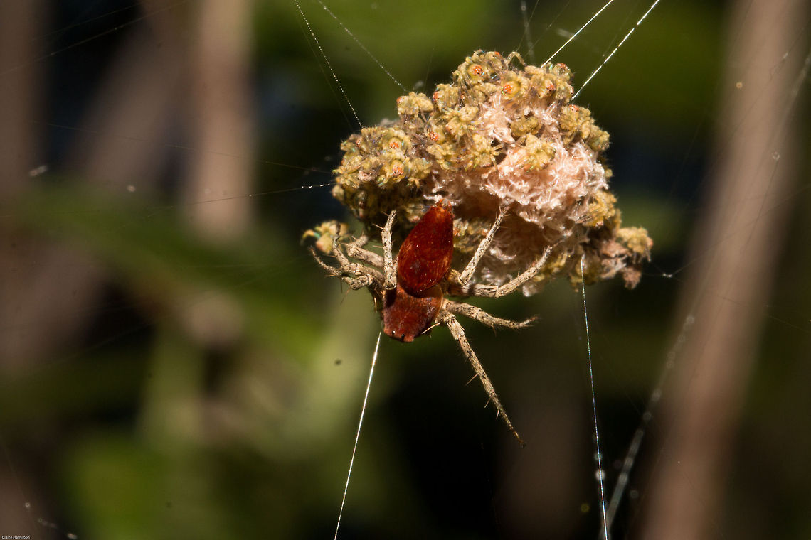 Mummy spider Found her sitting on this mass of tiny spiderlings along with their moulted skins Geotagged,Oxyopes flavipalpis,South Africa,Summer,arachnids,grass lynx spiders,lynx spiders,oxyopes,south africa,spiders