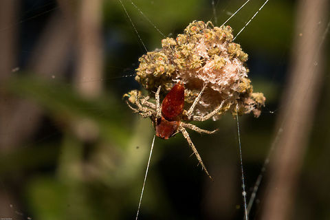 Mummy spider Found her sitting on this mass of tiny spiderlings along with their moulted skins Geotagged,Oxyopes flavipalpis,South Africa,Summer,arachnids,grass lynx spiders,lynx spiders,oxyopes,south africa,spiders