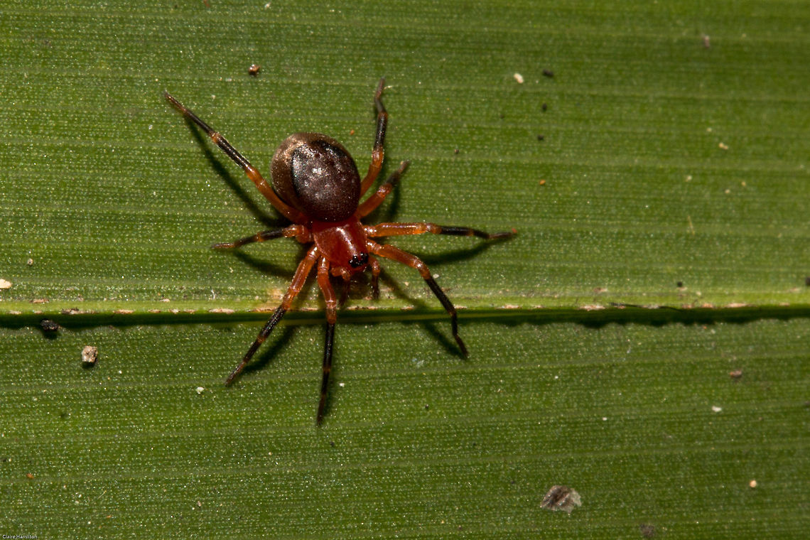 Spiny-backed spider (Chumma inquieta) This was a very exciting find for me. The family Chummidae has only one genus and two species and are only found in South Africa and to be more exact, have only been recorded in my tiny little corner of the Western Cape. Furthermore unless I am mistaken, this is the only photo of this spider you will find on the internet. I am the envy of arachnologists in South Africa! This tiny spider was only approximately 3mm. Arachnids,Chumma,Chumma inquieta,Chummidae,Geotagged,South Africa,Summer,rare,south africa,spiders,spiny-backed spiders,unique,western cape