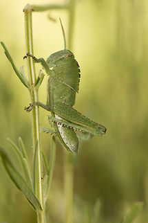 Jiminy Cricket Or Garden locust nymph to be precise. Acanthacris ruficornis,Garden locust,Geotagged,South Africa,Summer,insects,locusts,orthoptera,south africa