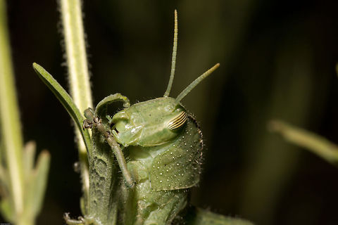Caught in the act Garden locust nymph devouring my lavender! Acanthacris ruficornis,Garden locust,Geotagged,South Africa,Summer,insects,locusts,orthoptera,south africa