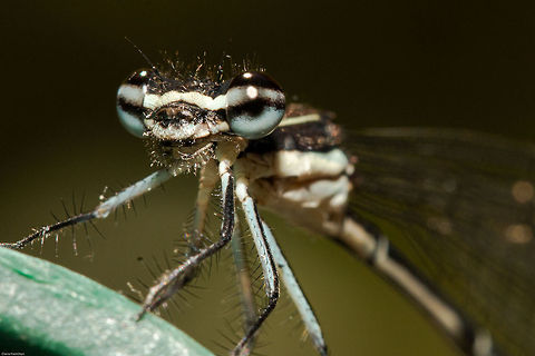 Damselfly up close  Damselflies,Geotagged,South Africa,Summer,allocnemis leucosticta,goldtail,insects,odonata,south africa
