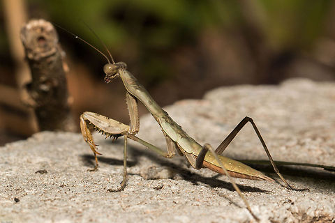 Mantis Not sure on ID on this one. Body about 30mm possibly larger Geotagged,Mantodea,Praying mantis,South Africa,Summer,insects,mantis,south africa
