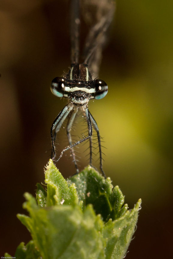 Smile for the camera! Ooops, itchy right foot.<br />
Strange looking damselflies with their fluffy beards. Allocnemis leucosticta,Geotagged,South Africa,Summer,damselflies,insects,odonata,south africa
