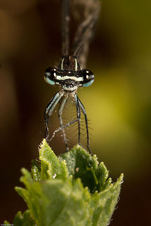 Smile for the camera! Ooops, itchy right foot.
Strange looking damselflies with their fluffy beards. Allocnemis leucosticta,Geotagged,South Africa,Summer,damselflies,insects,odonata,south africa