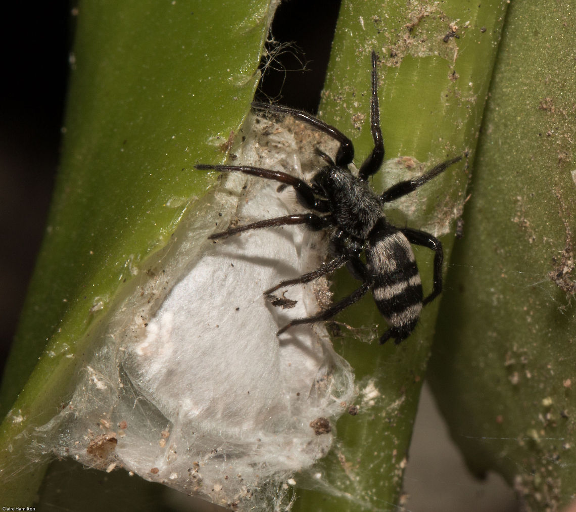 Flat bellied ground spider Mimicking a zebra. Another new one and rarely seen. It was by chance when I was looking for another spider that was hiding from me, I pulled back a leaf to find this! I replaced the leaf and will now await the birth of up to 250 little fluffy spiders. Aphantaulax,Aphantaulax signicollis,Geotagged,Gnaphosidae,South Africa,Summer,arachnids,south africa,spiders
