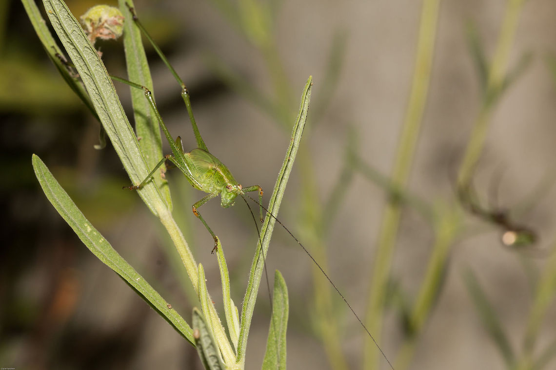 Leaf katydid  Geotagged,Orthoptera,Phaneroptera sparsa,South Africa,Summer,insects,katydids,south africa