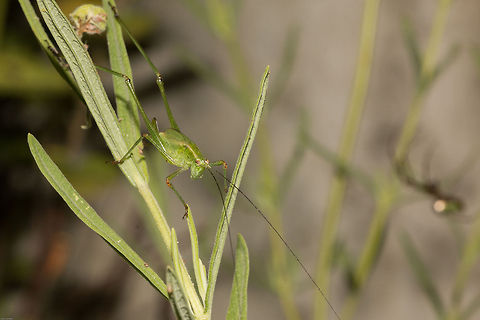 Leaf katydid  Geotagged,Orthoptera,Phaneroptera sparsa,South Africa,Summer,insects,katydids,south africa