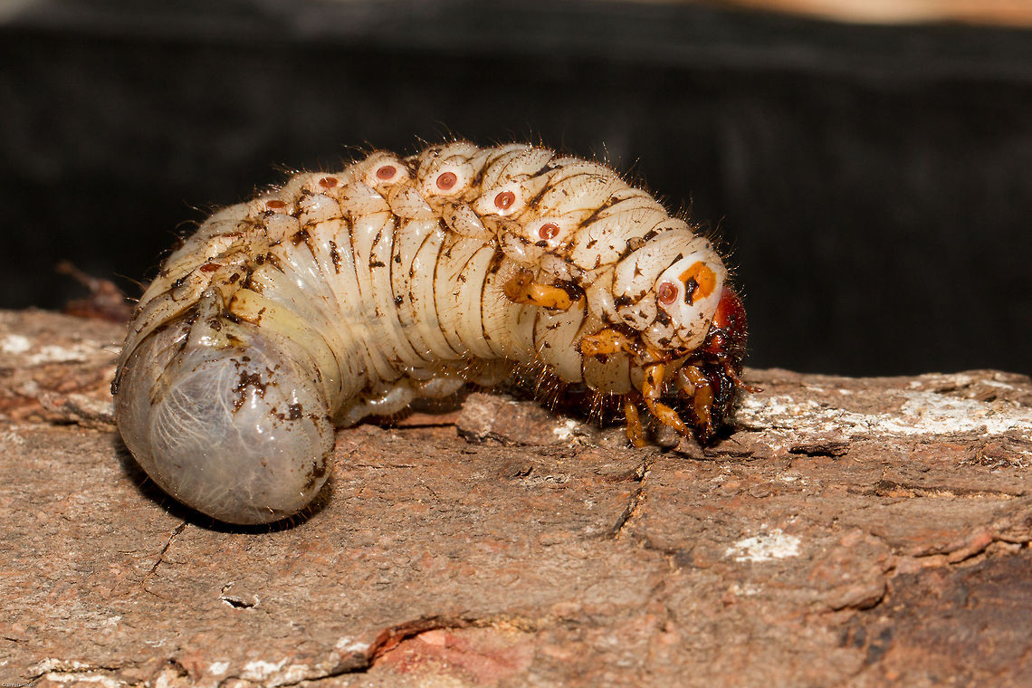 African black beetle larvae Also known as the Black maize beetle. The larvae is bigger than my thumb, about 6cm long and...fat. I do try to see the beauty in all of nature, but this, nope sorry, revolting!<br />
It was found in a pile of elephant dung which we use as fertilizer. Coleoptera,Dynastinae,Geotagged,Heteronychus arator,South Africa,Summer,african black beetle,beetles,black maize bertle,insects,south africa