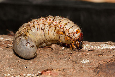 African Black Beetle