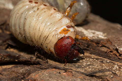 Beetle larvae top view. These larvae can be distinguished from others as their anal opening is horizontal. ( I have another blurry photo which confirms this) Coleoptera,Dynastinae,Geotagged,Heteronychus arator,Scarabaeoidea,South Africa,Summer,african black beetle,beetles,black maize beetle,insects,south africa