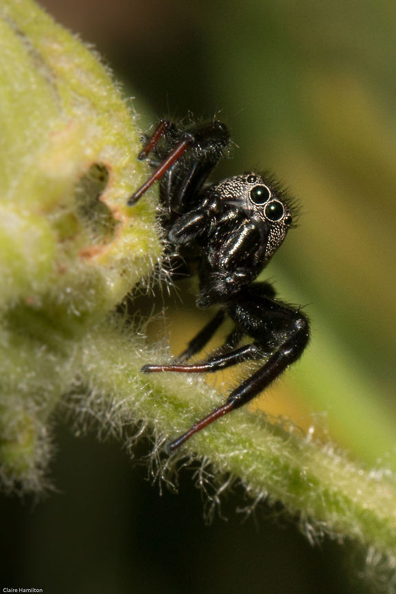 Jumping spider (Heliophanus sp.) Quite a large jumping spider body approx 5mm Geotagged,Heliophanus,Heliophanus transvaalicus,Salticidae,South Africa,Summer,arachnids,jumping spiders,south africa,spiders