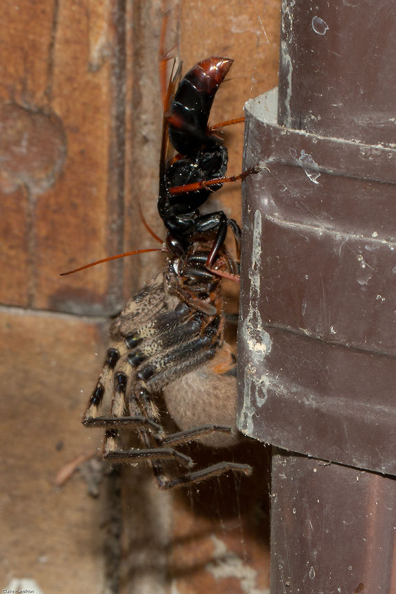 Spider wasp v Huntsman spider Needless to say, the wasp won and the spider was unceremoniously dragged away to become a living nest for her eggs. This was her dragging the poor spider up our drainpipe before she realised it was the wrong way and they both ended up in our retaining wall where she has dug a big hole and buried the spider.<br />
These Wasp spiders do not kill their prey but rather paralyze it so that it remains fresh for the larvae to eat. Geotagged,Palystes,Palystes superciliosus,South Africa,Summer,Tachypompilus ignitus,arachnids,insects,south africa,spider wasp,spiders,wasp