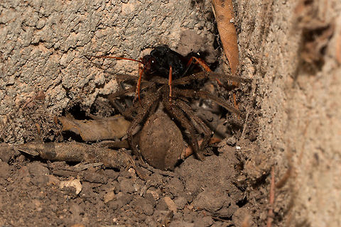 Tachypompilus ignitus