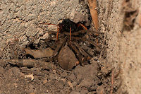 Spider wasp with Huntsman spider Here she has dragged the spider into a safe corner while she goes about digging a nest. Geotagged,Palystes superciliosus,South Africa,Summer,Tachypompilus ignitus,arachnids,huntsman spiders,hymenoptera,insects,palystes,south africa,spider wasps,spiders,tachypompilus,wasps