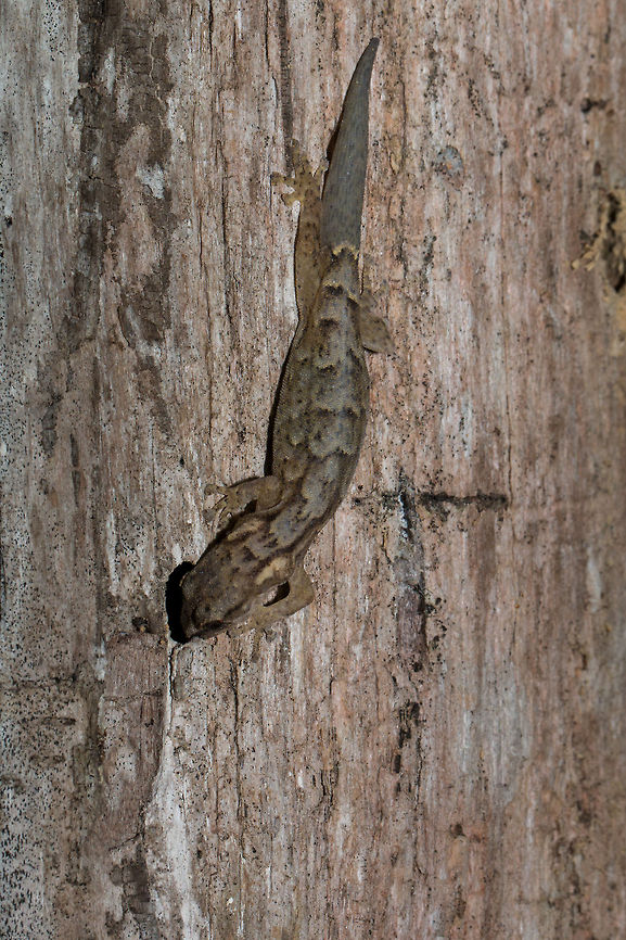 Marbled leaf-toed gecko its not often we see reptiles around the house so this one was quite a surprise. I was rather hoping it was going to catch something in the hole, but it just hid there. Afrogecko porphyreus,Geotagged,Marbled leaf-toed gecko,South Africa,Summer,geckos,leaf-toed geckos,reptiles,south africa,western cape