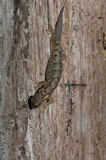 Marbled leaf-toed gecko its not often we see reptiles around the house so this one was quite a surprise. I was rather hoping it was going to catch something in the hole, but it just hid there. Afrogecko porphyreus,Geotagged,Marbled leaf-toed gecko,South Africa,Summer,geckos,leaf-toed geckos,reptiles,south africa,western cape