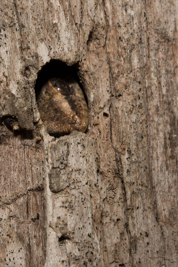 Now you can't see me! <figure class="photo"><a href="https://www.jungledragon.com/image/25125/marbled_leaf-toed_gecko.html" title="Marbled leaf-toed gecko"><img src="https://s3.amazonaws.com/media.jungledragon.com/images/574/25125_thumb.jpg?AWSAccessKeyId=05GMT0V3GWVNE7GGM1R2&Expires=1759968010&Signature=4%2BC%2B6bUjWU4h3PwmD6Zt8TI%2BWVU%3D" width="102" height="152" alt="Marbled leaf-toed gecko its not often we see reptiles around the house so this one was quite a surprise. I was rather hoping it was going to catch something in the hole, but it just hid there. Afrogecko porphyreus,Geotagged,Marbled leaf-toed gecko,South Africa,Summer,geckos,leaf-toed geckos,reptiles,south africa,western cape" /></a></figure><br />
It disappeared into this little hole and refused to come out! Afrogecko porphyreus,Geotagged,Marbled leaf-toed gecko,South Africa,Summer,geckos,leaf-toed geckos,reptiles,south africa,western cape