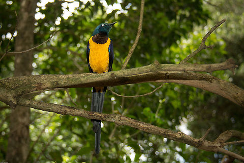 Royal starling Endemic to East Africa, this one was taken In a bird sanctuary in South Africa Africa,Cosmopsarus regius,Geotagged,Golden-breasted Starling,Royal starling,South Africa,Summer,birds