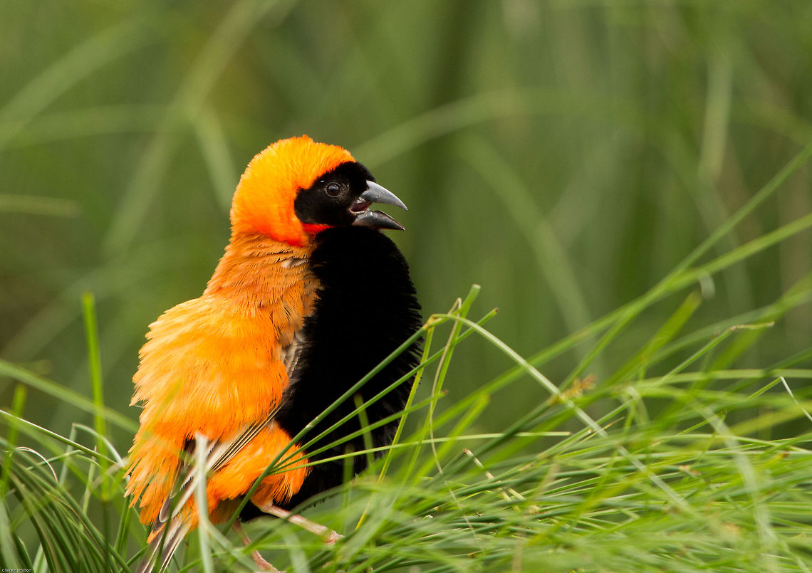 Red Bishop In full breeding colours, quite spectacular.<br />
Taken at a bird sanctuary in South Africa<br />
 Euplectes orix,Geotagged,South Africa,Southern Red Bishop,Summer,africa,birds