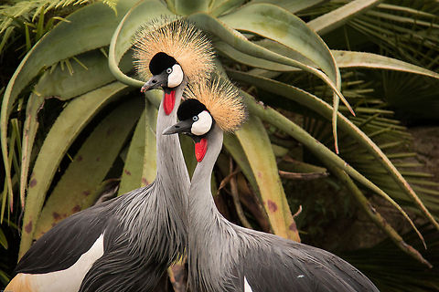 Crowned crane pair The national bird of Uganda, but these two are in a bird park in South Africa Balearica regulorum,Geotagged,Grey crowned crane,South Africa,Summer,africa,birds,south africa