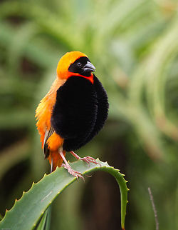 Red Bishop Trying to attract a mate the Red bishop fluffs himself up like some kind of puffball. Rather amusing but I am sure, very attractive to the female members of his own species. Euplectes orix,Geotagged,South Africa,Southern Red Bishop,Summer,africa,birds,south africa
