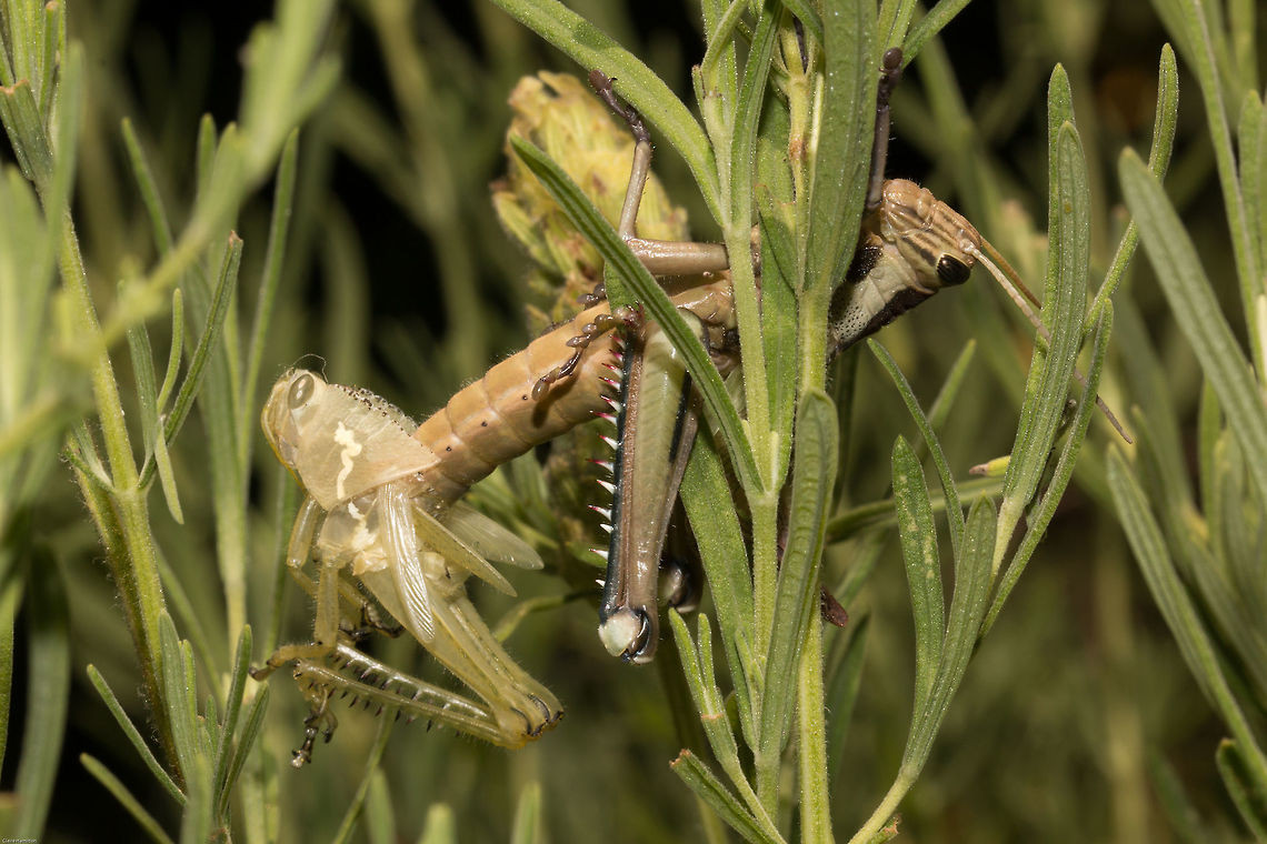 The final molt Jiminy cricket who has been living on my lavender bush since he was born, is no longer a little nymph. I was just in time to see him cast off his skin to reveal an adult locust. Of course he will still have more molts before he reaches his full size, but...my little boy has grown up! So proud.<br />
Here he is drying his wings...<br />
<figure class="photo"><a href="https://www.jungledragon.com/image/25550/locust_drying_its_wings.html" title="Locust drying its wings"><img src="https://s3.amazonaws.com/media.jungledragon.com/images/574/25550_thumb.jpg?AWSAccessKeyId=05GMT0V3GWVNE7GGM1R2&Expires=1770854410&Signature=yCyzxSnhXiS3YsSk27NgPSLCsho%3D" width="102" height="152" alt="Locust drying its wings Having just emerged from being a nymph into an adult locust.<br />
http://www.jungledragon.com/image/25549/the_final_molt.html Acanthacris ruficornis,Garden locust,Geotagged,South Africa,Summer,insects,locusts,orthoptera,south africa" /></a></figure><br />
And here was the previous molt:<br />
<figure class="photo"><a href="https://www.jungledragon.com/image/25608/garden_locust_nymph_in_molt.html" title="Garden locust nymph in molt"><img src="https://s3.amazonaws.com/media.jungledragon.com/images/574/25608_thumb.jpg?AWSAccessKeyId=05GMT0V3GWVNE7GGM1R2&Expires=1770854410&Signature=AnMZVCJJK2s%2BLWZ6Nof62BMODTY%3D" width="200" height="198" alt="Garden locust nymph in molt I was fortunate enough to watch the little nymph molting from start to finish last month. The whole process took around 30 minutes. It was still a nymph when it emerged, just a bigger one. Absolutely fascinating, I had never seen this before.<br />
The photo below was the next molt when the nymph became an adult locust:<br />
http://www.jungledragon.com/image/25549/the_final_molt.html Acanthacris ruficornis,Garden locust,Geotagged,South Africa,insects,locusts,orthoptera,south africa" /></a></figure> Acanthacris ruficornis,Garden locust,Geotagged,Winter,insects,locusts,molt,moltings,orthoptera,shedding,south africa