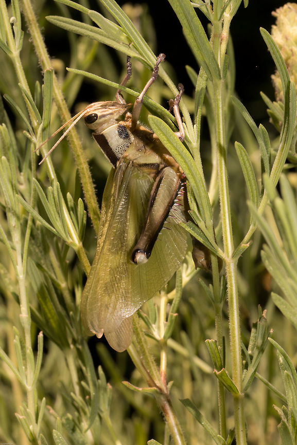 Locust drying its wings Having just emerged from being a nymph into an adult locust.<br />
<figure class="photo"><a href="https://www.jungledragon.com/image/25549/the_final_molt.html" title="The final molt"><img src="https://s3.amazonaws.com/media.jungledragon.com/images/574/25549_thumb.jpg?AWSAccessKeyId=05GMT0V3GWVNE7GGM1R2&Expires=1759968010&Signature=4BxRitrNQkN0suHrnt6cmnh%2BxlQ%3D" width="200" height="134" alt="The final molt Jiminy cricket who has been living on my lavender bush since he was born, is no longer a little nymph. I was just in time to see him cast off his skin to reveal an adult locust. Of course he will still have more molts before he reaches his full size, but...my little boy has grown up! So proud.<br />
Here he is drying his wings...<br />
http://www.jungledragon.com/image/25550/locust_wings.html<br />
And here was the previous molt:<br />
http://www.jungledragon.com/image/25608/locust_molt.html Acanthacris ruficornis,Garden locust,Geotagged,Winter,insects,locusts,molt,moltings,orthoptera,shedding,south africa" /></a></figure> Acanthacris ruficornis,Garden locust,Geotagged,South Africa,Summer,insects,locusts,orthoptera,south africa