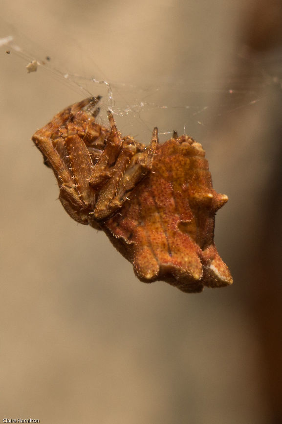So far unidentified little spider Approximately 8mm long body length. Very shy little spider, disappeared behind a leaf and refused to come out after I took this! Geotagged,South Africa,Summer,arachnids,spiders