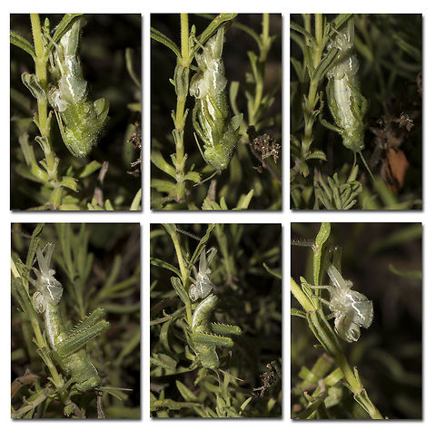 Garden locust nymph in molt I was fortunate enough to watch the little nymph molting from start to finish last month. The whole process took around 30 minutes. It was still a nymph when it emerged, just a bigger one. Absolutely fascinating, I had never seen this before.
The photo below was the next molt when the nymph became an adult locust:
http://www.jungledragon.com/image/25549/the_final_molt.html Acanthacris ruficornis,Garden locust,Geotagged,South Africa,insects,locusts,orthoptera,south africa