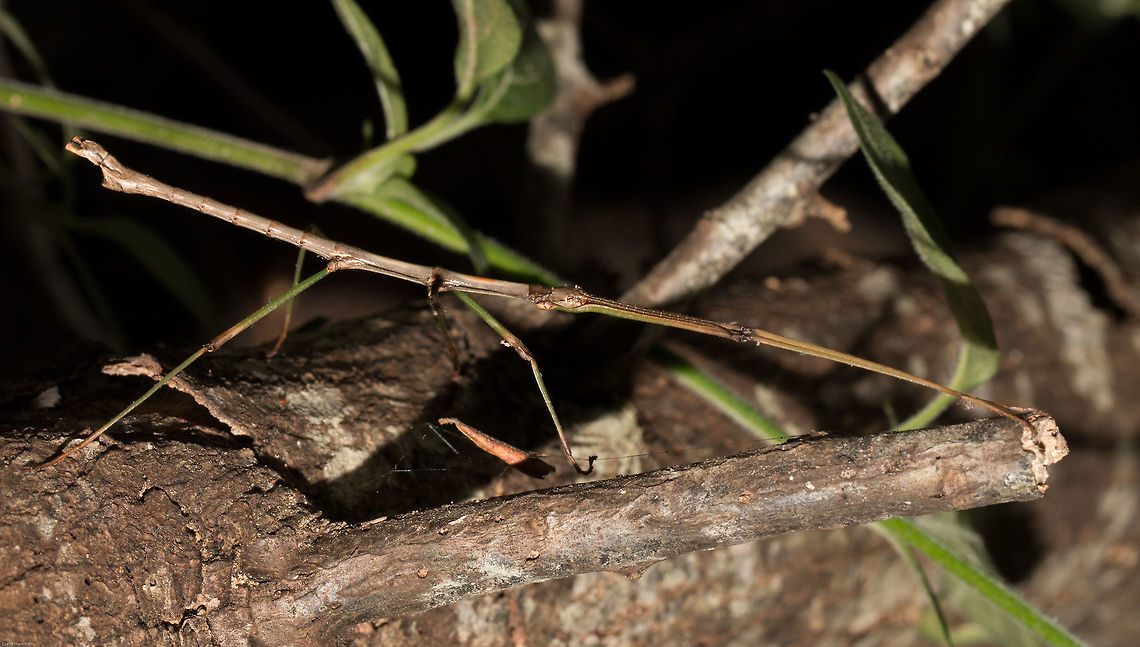 Stick insect Slightly better view. The camouflage on these insects is quite incredible and this one would not move when touched, remaining just like a stick!<br />
Here it is on the ground:<br />
<figure class="photo"><a href="https://www.jungledragon.com/image/25610/stick_insect.html" title="Stick insect"><img src="https://s3.amazonaws.com/media.jungledragon.com/images/574/25610_thumb.jpg?AWSAccessKeyId=05GMT0V3GWVNE7GGM1R2&Expires=1769040010&Signature=Xcq8wHC%2BEW4xhL8aL0plUSS%2FEbo%3D" width="200" height="134" alt="Stick insect This is the first time I have ever seen one in my area. Initially it was on a tree but as I moved a branch to get a better view it fell. I had to stand stock still until I found it again for fear of treading on the poor thing. it was not easy!<br />
Possibly a Grass stick insect but there are so many species I am not confident with this one.<br />
Approximately 7cm long with very long fore legs.<br />
Another view, on a tree:<br />
http://www.jungledragon.com/image/25609/grass_stick_insect_3.html Geotagged,Phasmatodea,South Africa,Summer,insects,stick insects" /></a></figure> Geotagged,Phasmatodea,South Africa,Summer,insects,south africa,stick insects