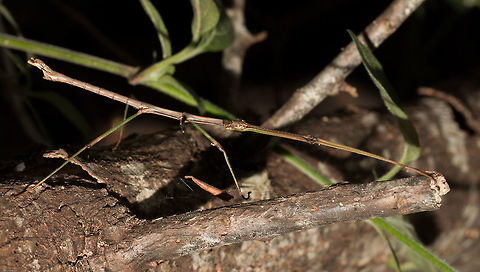 Stick insect Slightly better view. The camouflage on these insects is quite incredible and this one would not move when touched, remaining just like a stick!
Here it is on the ground:
http://www.jungledragon.com/image/25610/grass_stick_insect_2.html Geotagged,Phasmatodea,South Africa,Summer,insects,south africa,stick insects