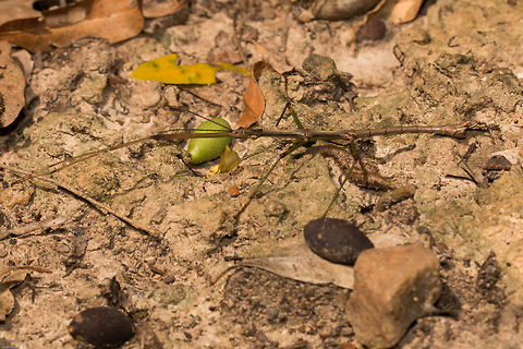 Stick insect This is the first time I have ever seen one in my area. Initially it was on a tree but as I moved a branch to get a better view it fell. I had to stand stock still until I found it again for fear of treading on the poor thing. it was not easy!
Possibly a Grass stick insect but there are so many species I am not confident with this one.
Approximately 7cm long with very long fore legs.
Another view, on a tree:
http://www.jungledragon.com/image/25609/grass_stick_insect_3.html Geotagged,Phasmatodea,South Africa,Summer,insects,stick insects