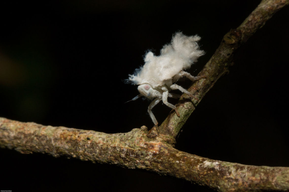 Planthopper (Flatidea) nymph There has been an invasion of these little cotton buds in my garden, such adorable little things!<br />
Unfortunately there are many species of planthoppers and so it is doubtful I will be able to get a true identification on this. Flatidae,Geotagged,Insects,South Africa,Summer,flatid planthoppers,nymphs,planthoppers,south africa
