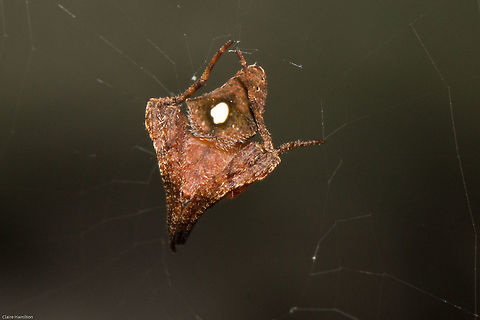 Triangle orb-web spider (Ideocaira) Found this strange looking spider in the garden one night. A member of the genus Ideocaira, they have triangular shaped abdomens. This one with a white spot is a bit of a mystery and I am still trying to get it identified.
This is the underside:
http://www.jungledragon.com/image/25792 Geotagged,Ideocaira,South Africa,Summer,arachnids,orb-web spiders,south africa,spiders,triangle spiders