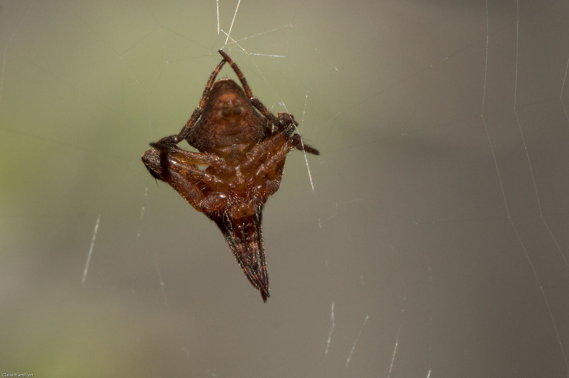 Underside of a triangle orb-web spider (Ideocaira) The underside of this spider:<br />
<a href="http://www.jungledragon.com/image/25791" rel="nofollow">http://www.jungledragon.com/image/25791</a> Geotagged,Ideocaira,South Africa,Summer,arachnids,orb-web spiders,south africa,spiders,triangle spiders